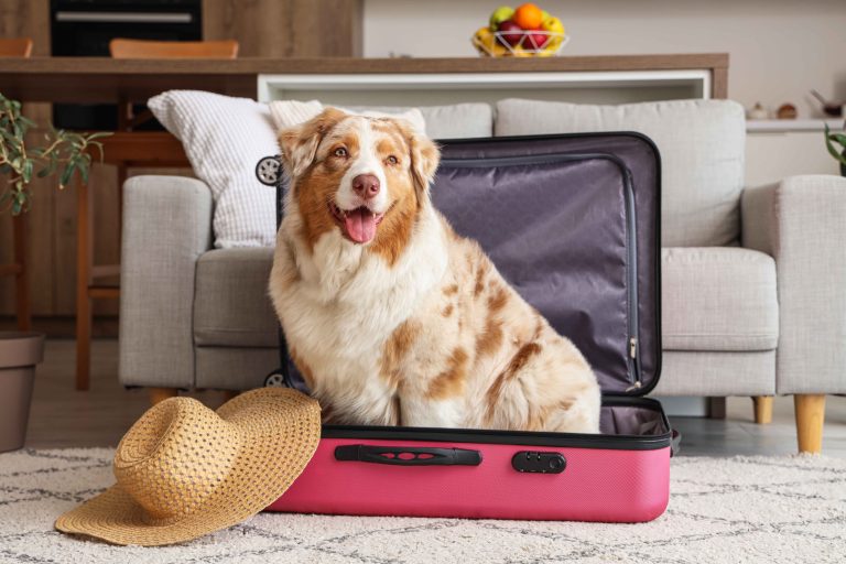 Going Away Without Your Dog? Experts Share the Best Care Options