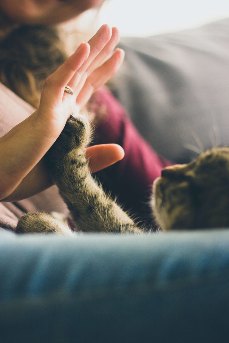 Only a Third of Americans Have Natural Disaster Plans for Their Pets